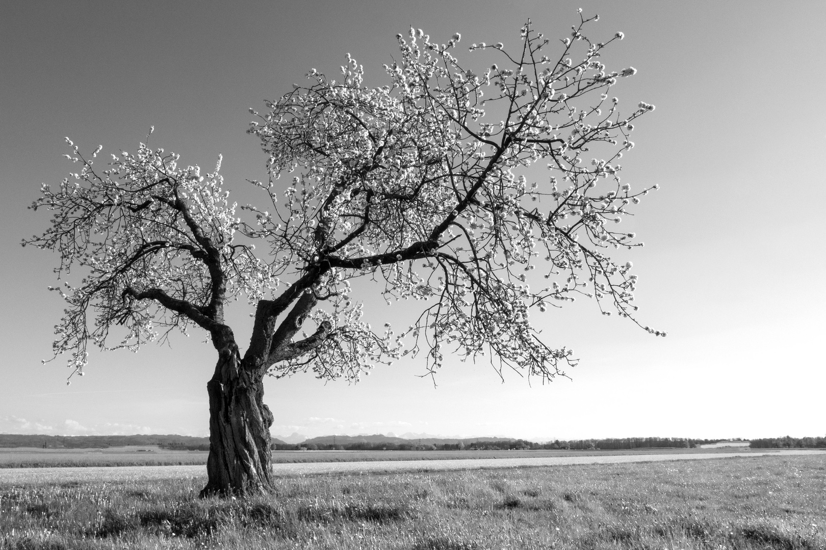 einsamer Apfelbaum