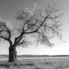 einsamer Apfelbaum