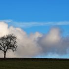 einsamer Baum