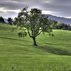 einsamer Baum