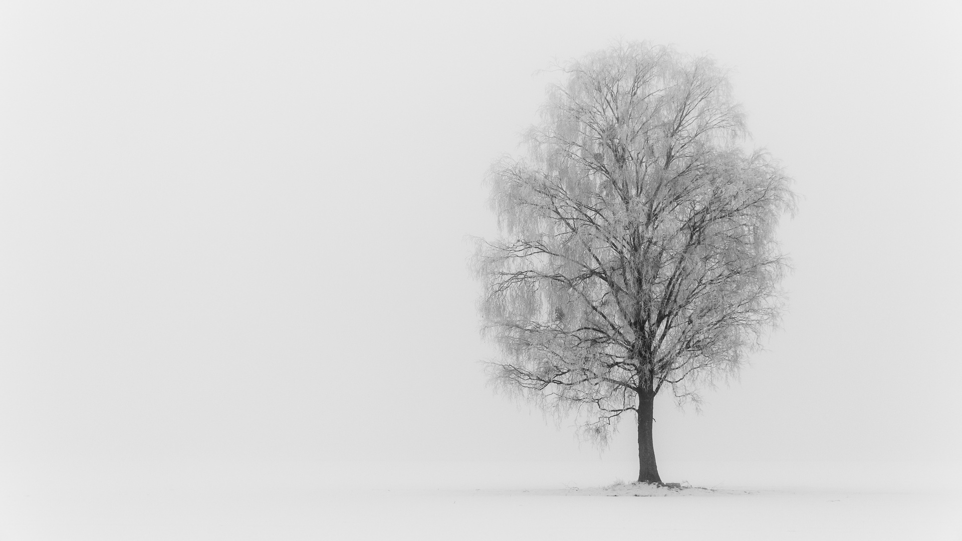 Einsamer Baum