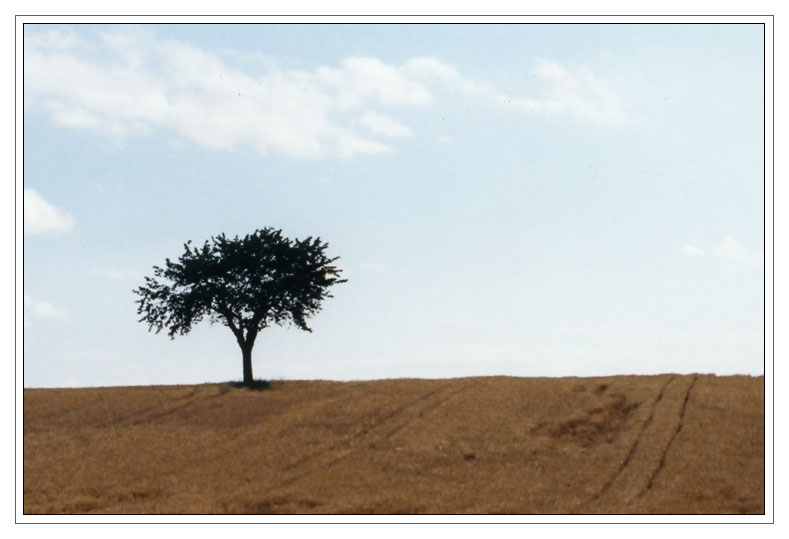 Einsamer Baum