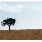 Einsamer Baum