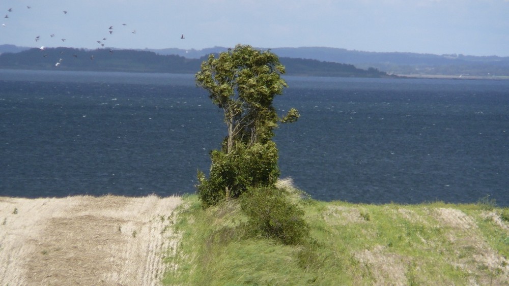 Einsamer Baum