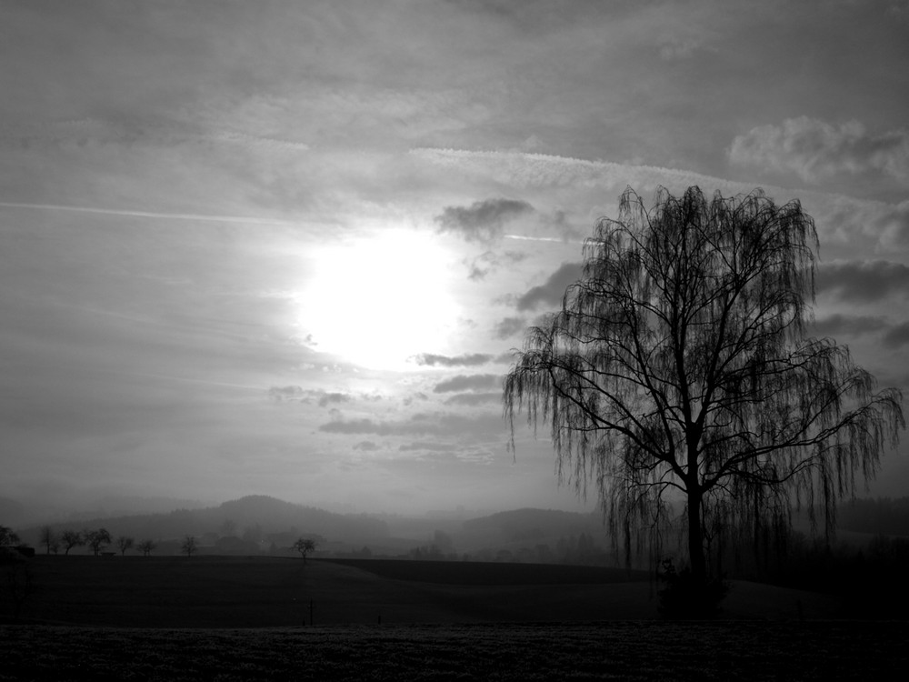 einsamer Baum