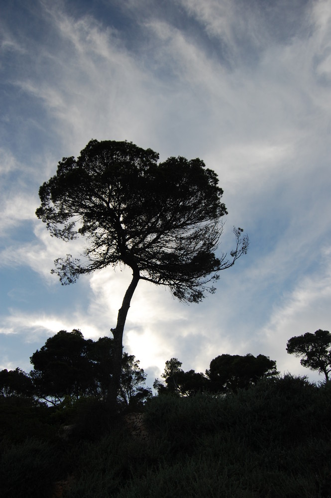 Einsamer Baum