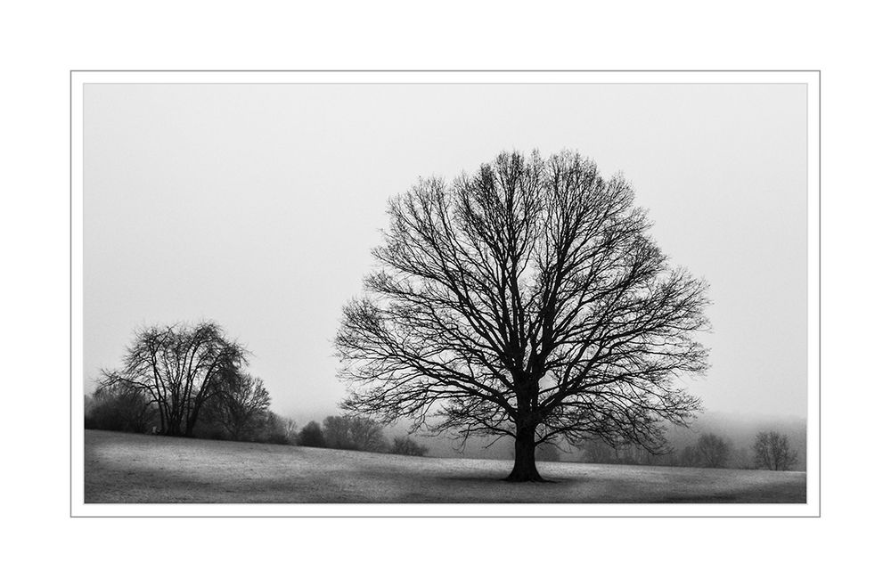 Einsamer Baum...