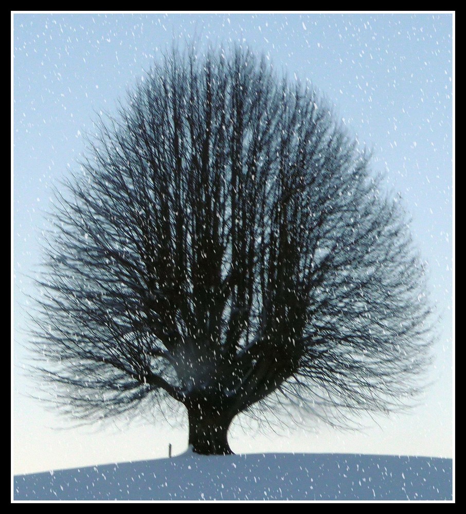 einsamer Baum