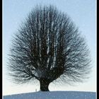 einsamer Baum