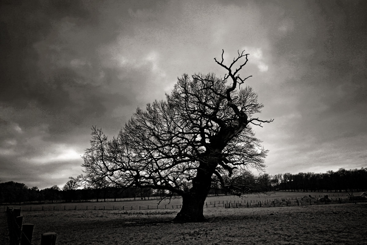 Einsamer Baum