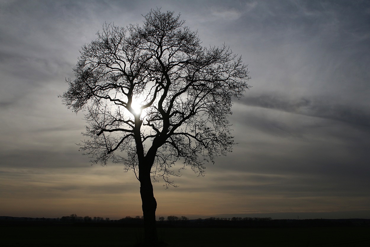 Einsamer Baum