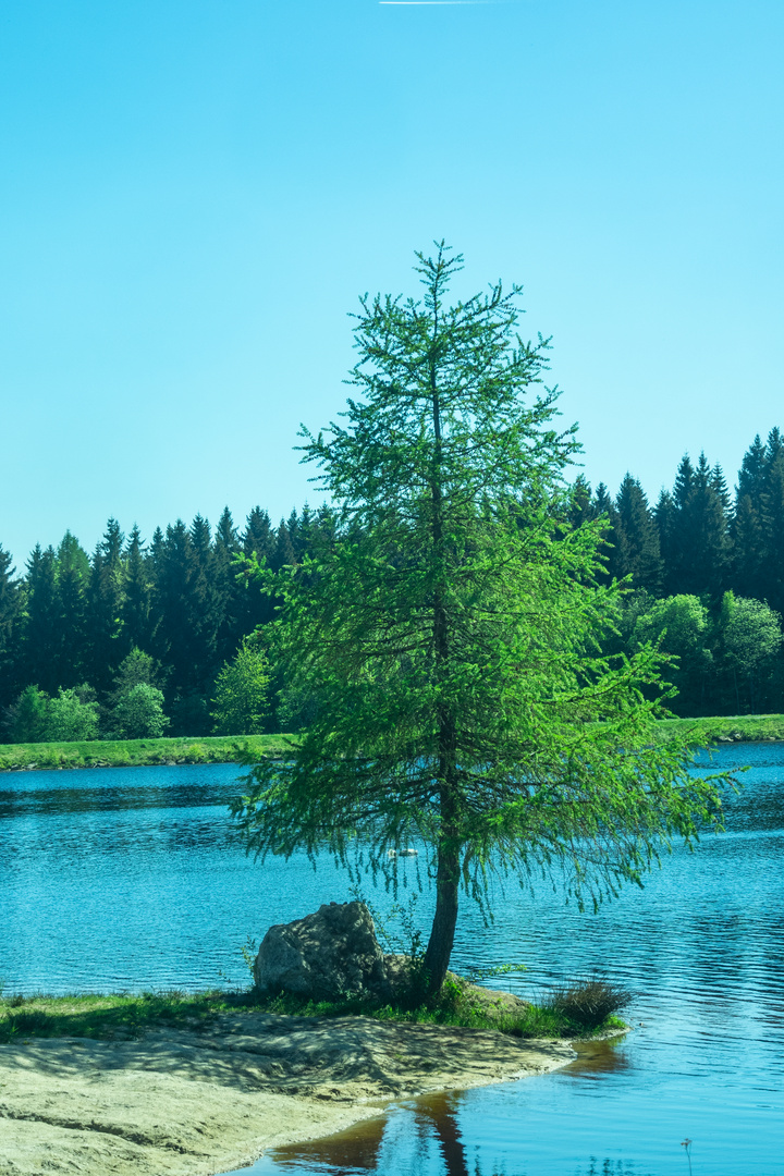 Einsamer Baum