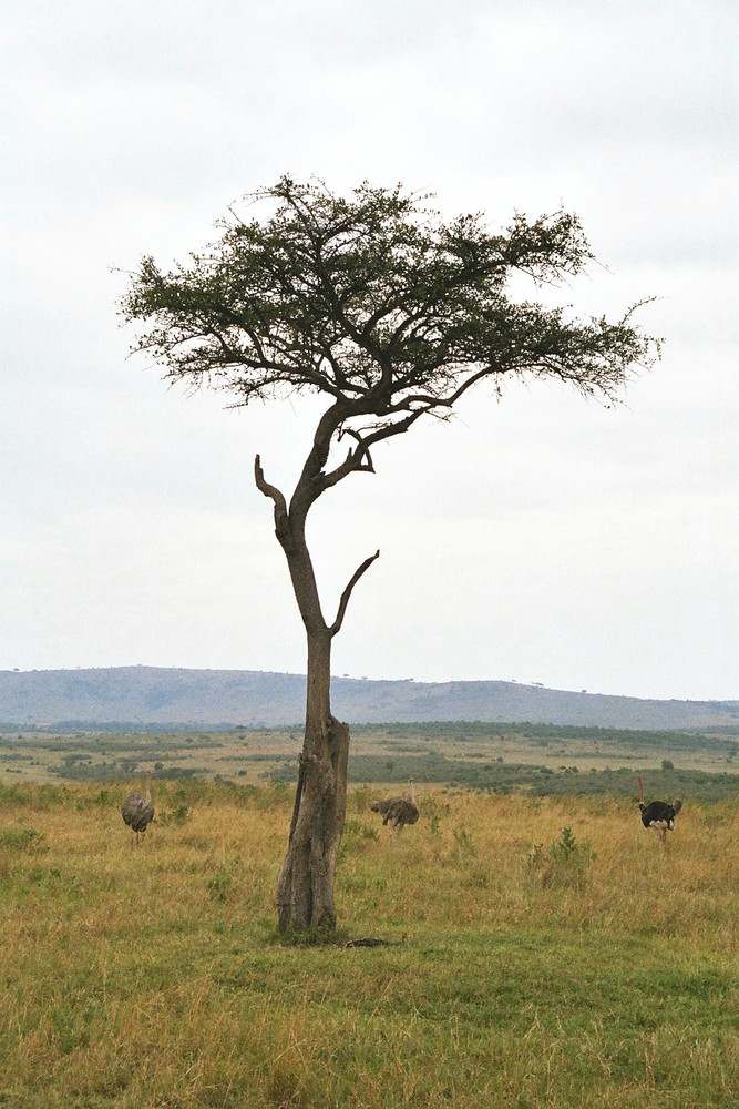 einsamer Baum