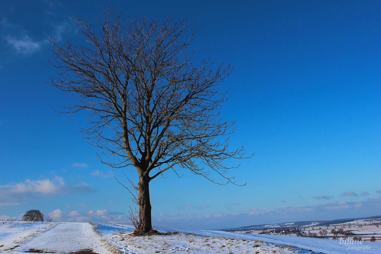 Einsamer Baum