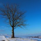 Einsamer Baum