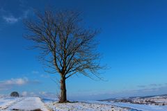 Einsamer Baum