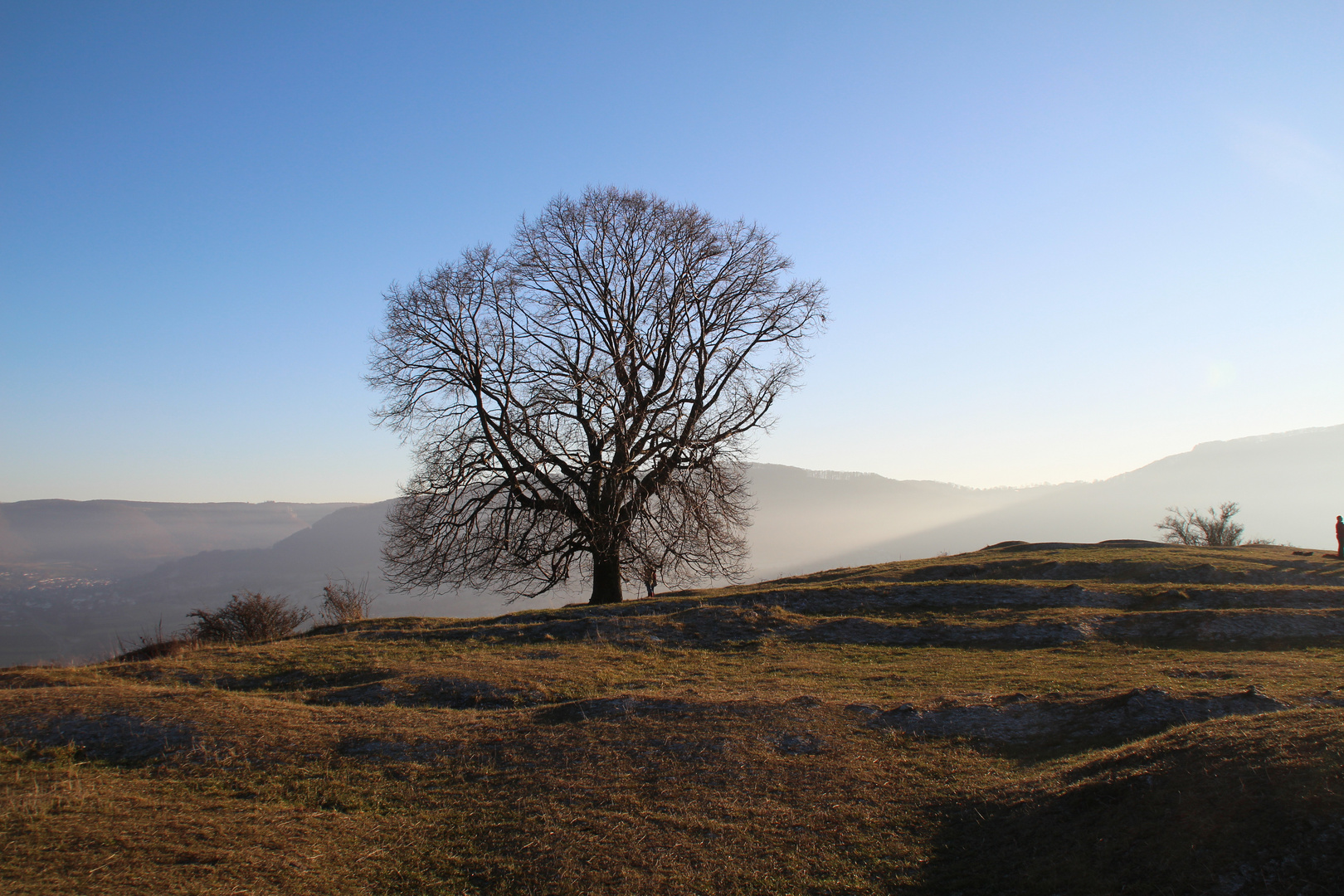 Einsamer Baum