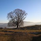 Einsamer Baum