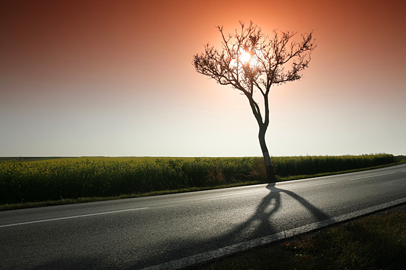 einsamer Baum von Peter Wienerroither