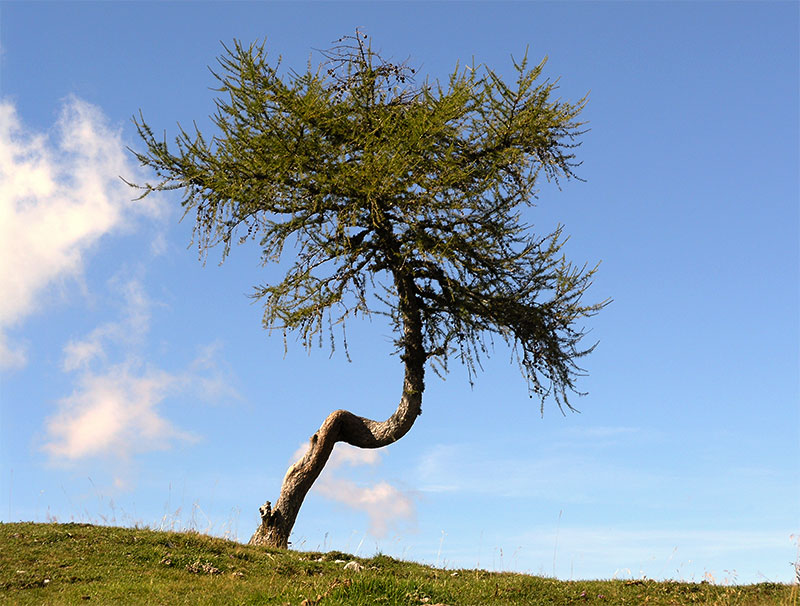 Einsamer Baum