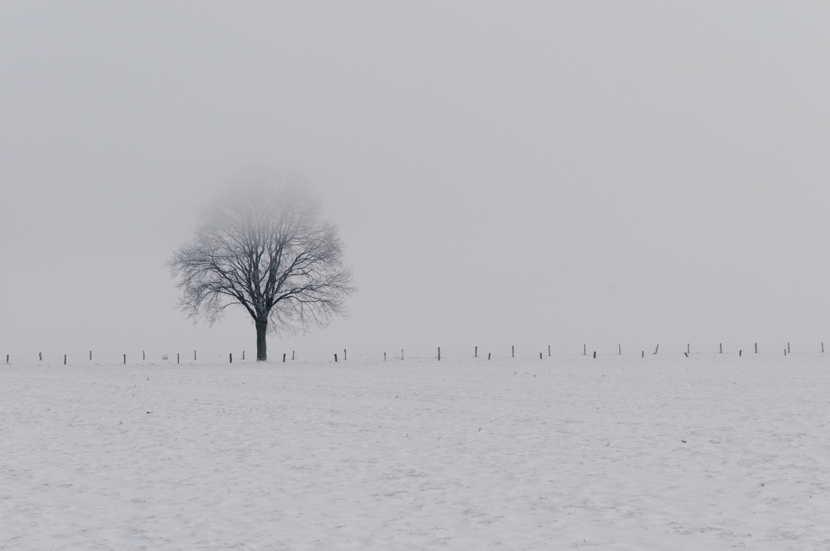 einsamer Baum