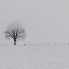 einsamer Baum