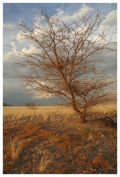 Einsamer Baum