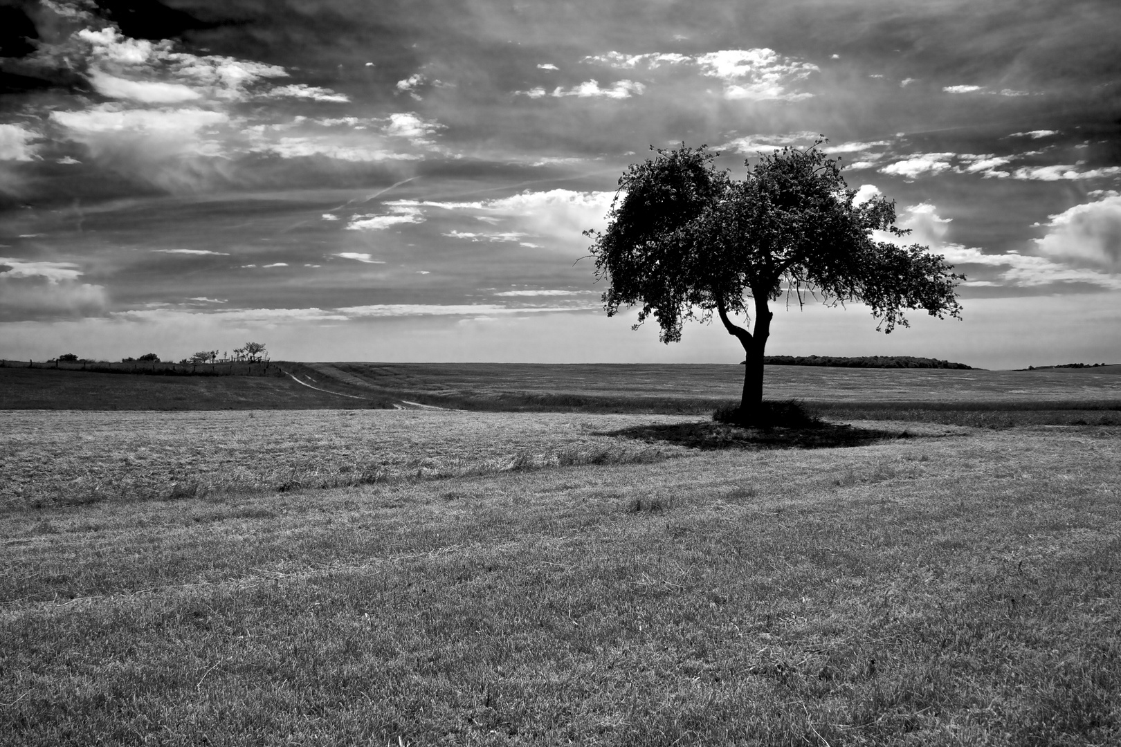 Einsamer Baum