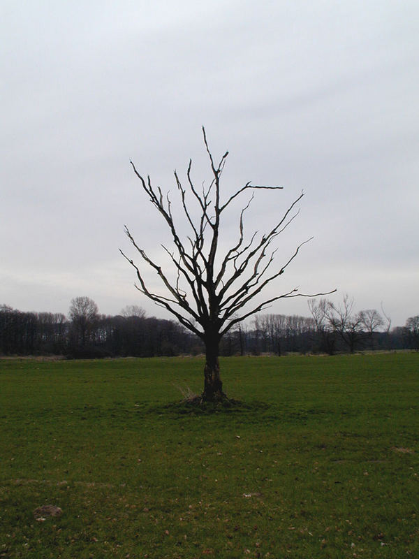 einsamer baum