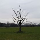 einsamer baum