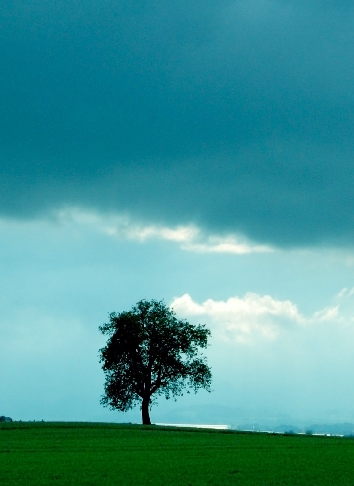 Einsamer Baum