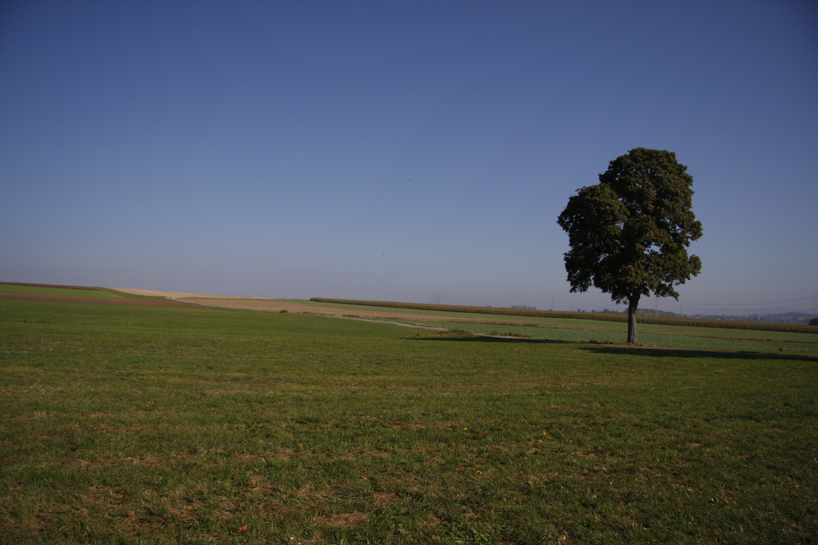 Einsamer Baum