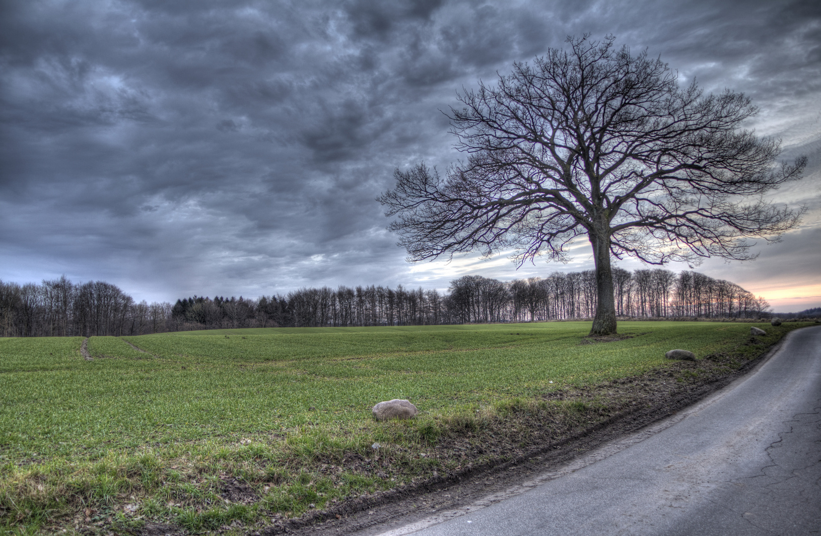 Einsamer Baum