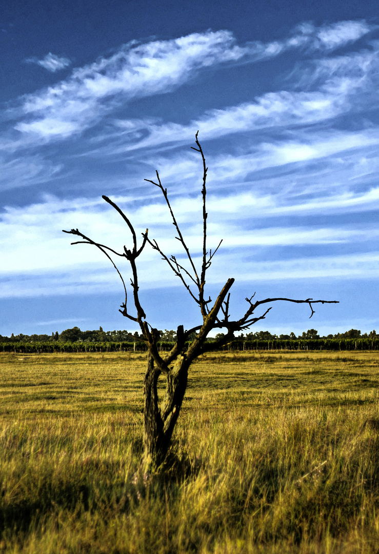 Einsamer Baum