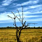 Einsamer Baum