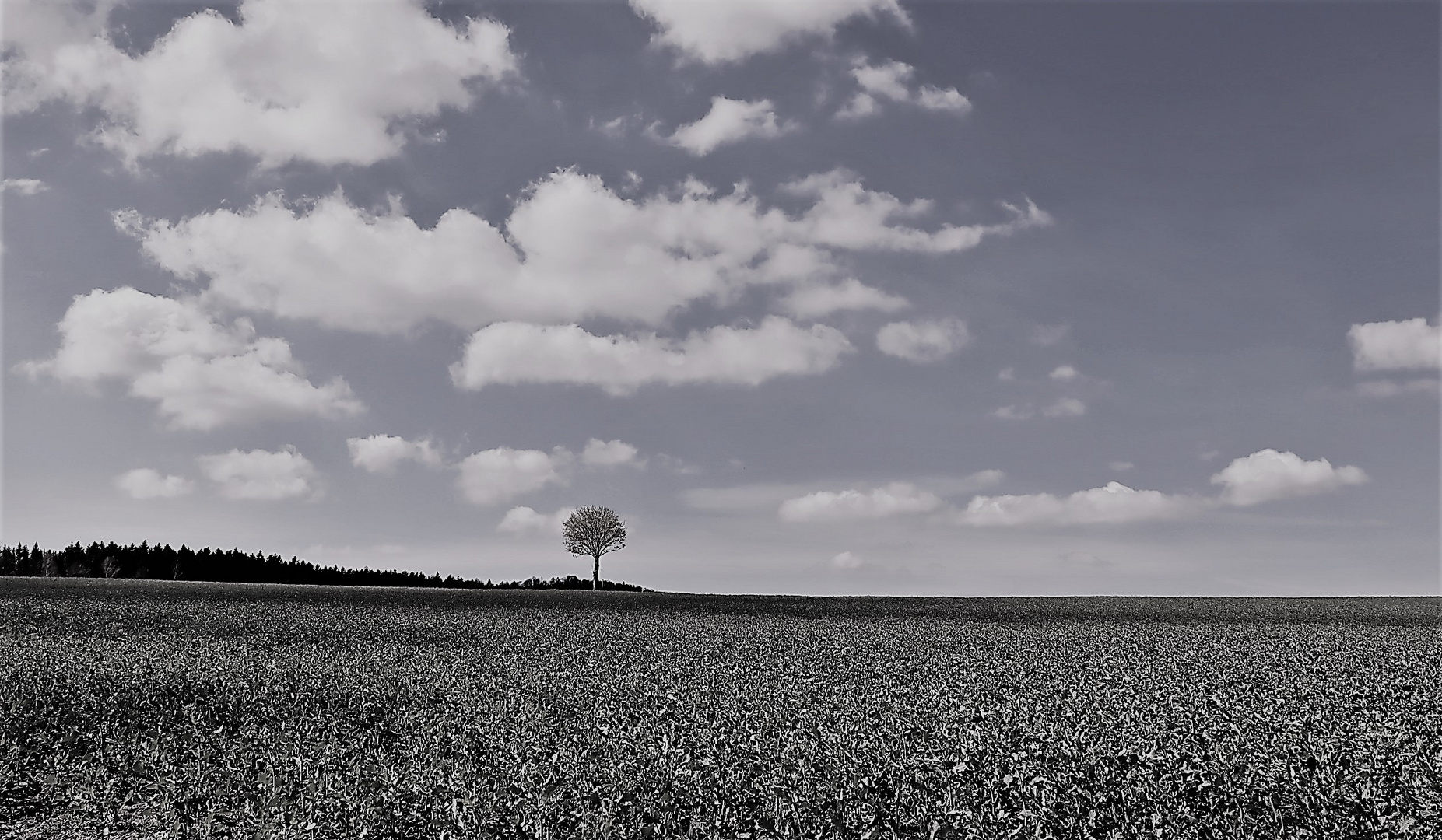 Einsamer Baum