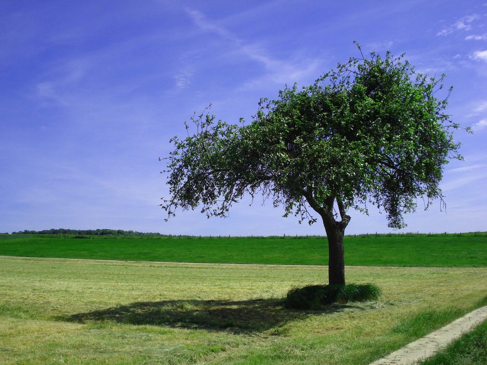 einsamer Baum