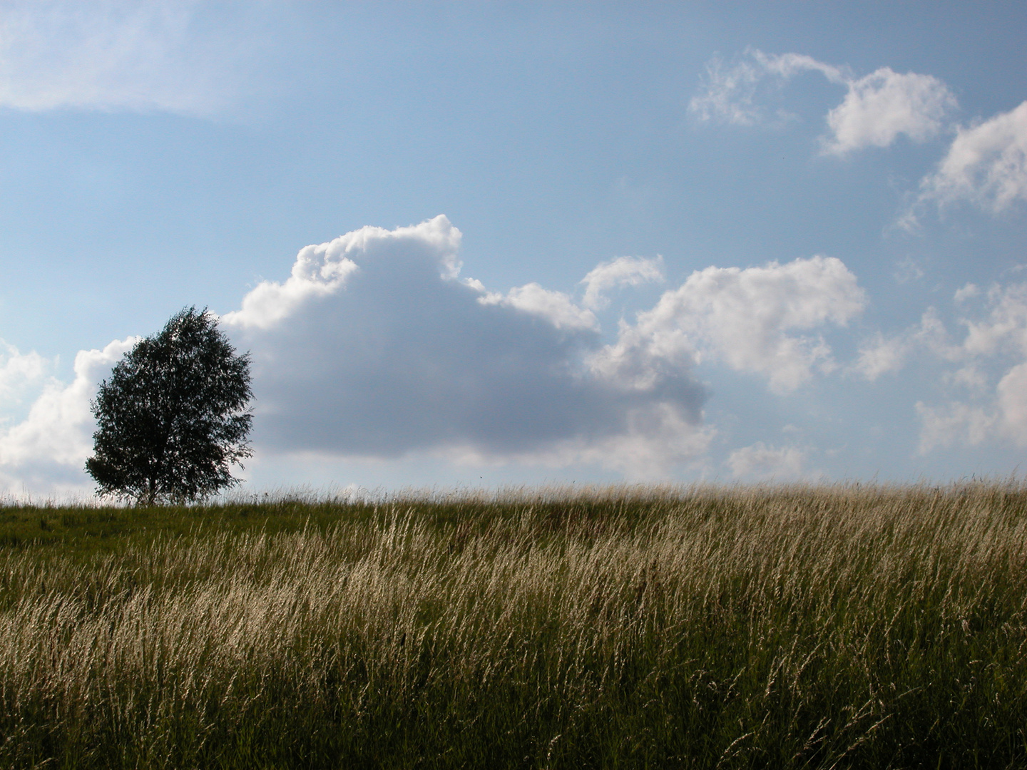 Einsamer Baum