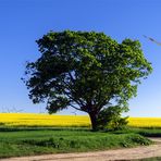 Einsamer Baum