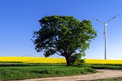 Einsamer Baum