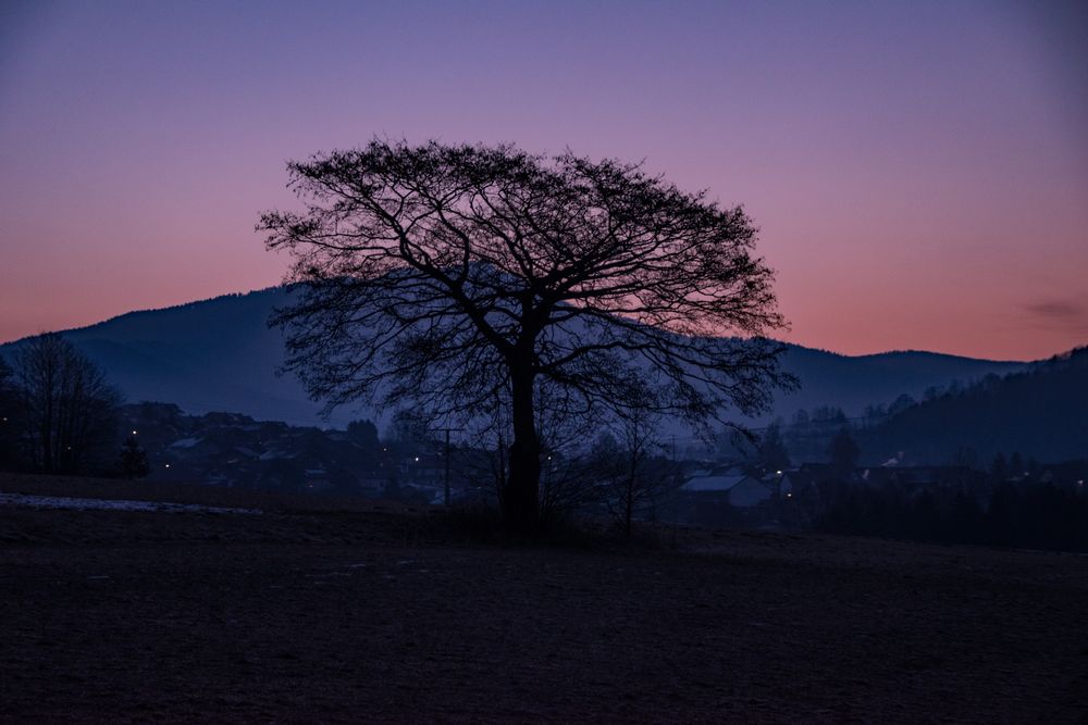 Einsamer Baum