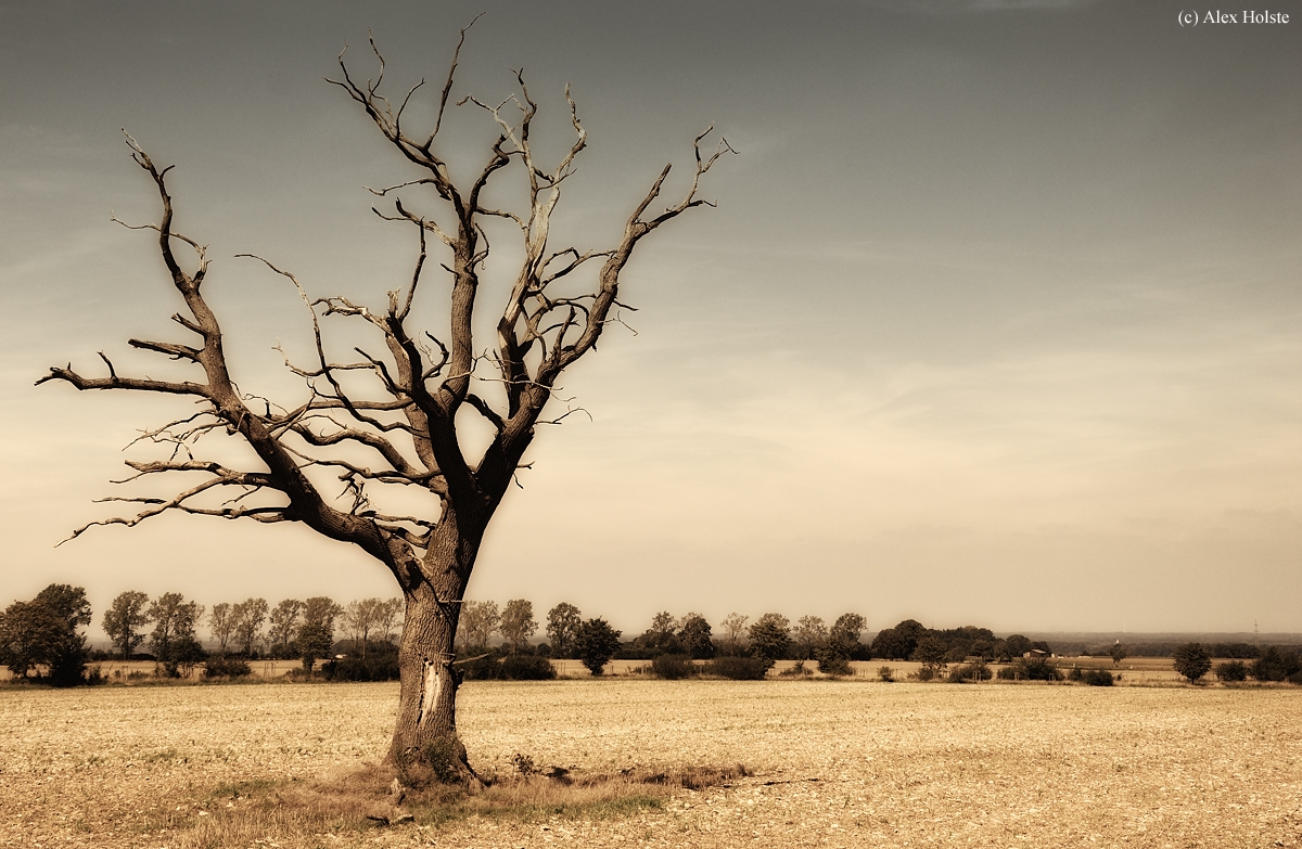 Einsamer Baum