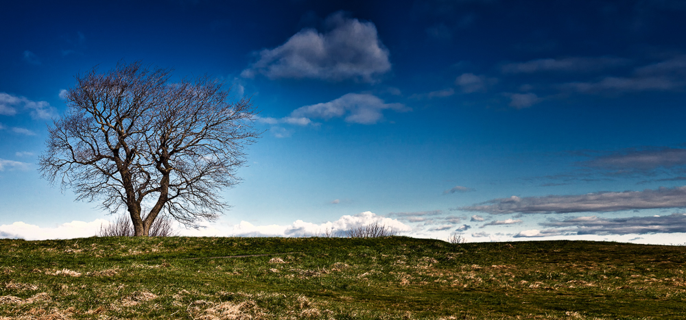 Einsamer Baum