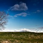 Einsamer Baum