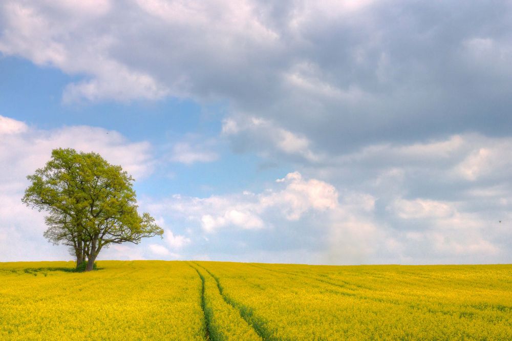 Einsamer Baum