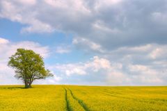 Einsamer Baum