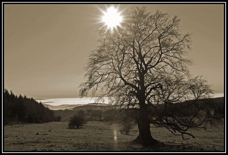 Einsamer Baum