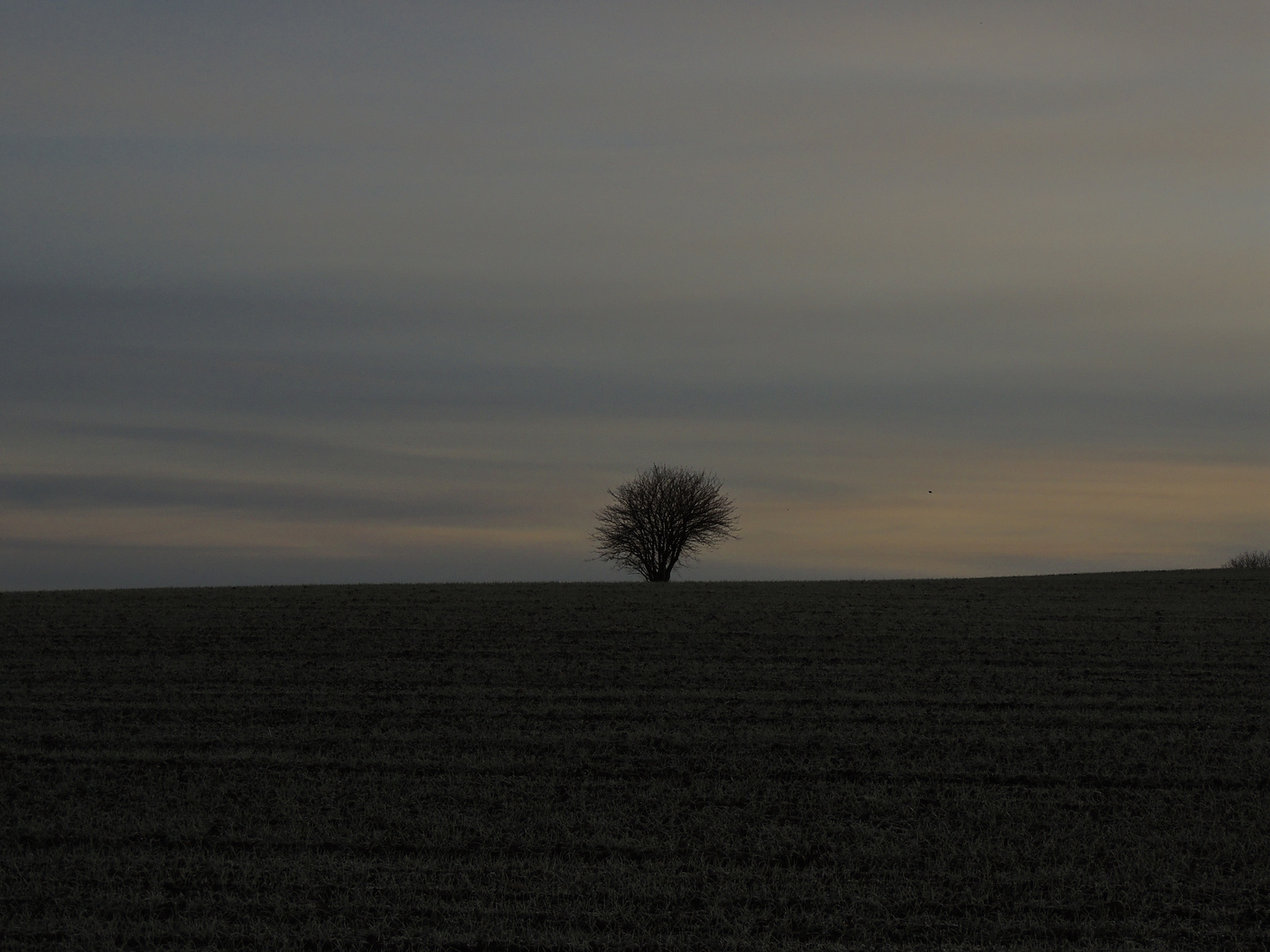 einsamer Baum