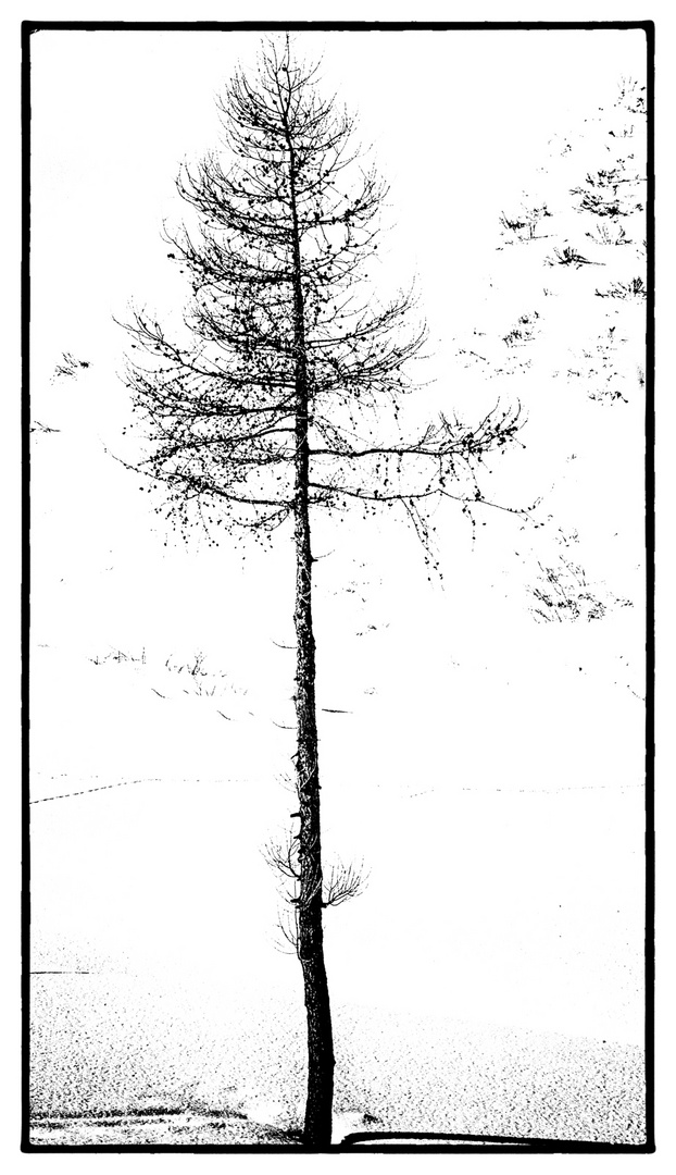 Einsamer Baum