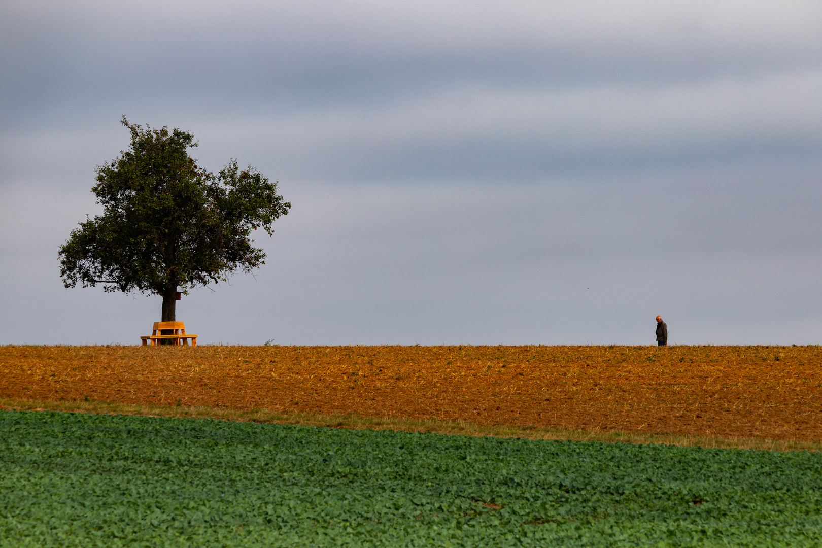 Einsamer  Baum